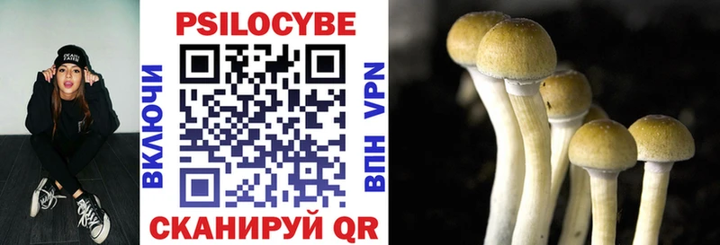 Псилоцибиновые грибы Cubensis  маркетплейс официальный сайт  Болохово  блэк спрут как войти 